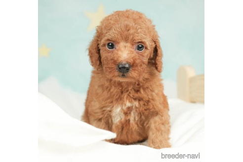 成約済の千葉県のトイプードル-210420の1枚目